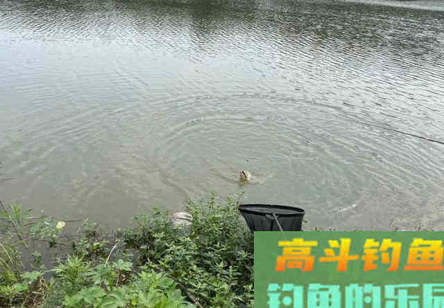 夏天钓鲤鱼认准这3种钓位，你肯定能比别人钓得多