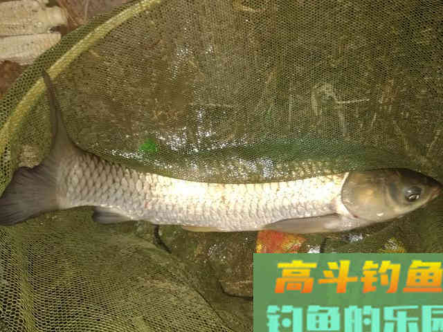 草鱼很贪吃，那么对于钓鱼人来说就好办