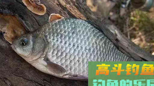 如何垂钓大板鲫，寒露之后掌握这5个关键点