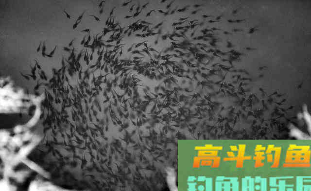 含辛茹苦养孩子,却被指责吞食幼崽!黑鱼为何蒙受不白之冤 含辛茹苦养孩子,却被指责吞食幼崽!黑鱼为何蒙受不白之冤
