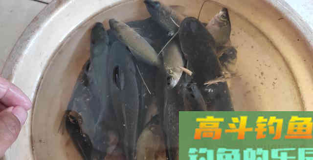 斤鲫真的越来越多了,不是吹牛,因为你没用这些私藏的绝招 斤鲫真的越来越多了,不是吹牛,因为你没用这些私藏的绝招