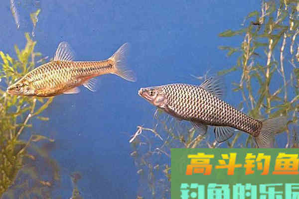 娇小麦穗鱼，已成功&ldquo;入侵&rdquo;34国！欧洲成了&ldquo;重灾区&rdquo;？