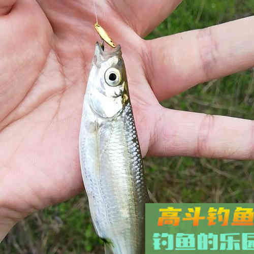 这两种水域用马口，也能尽享马口中鱼之乐