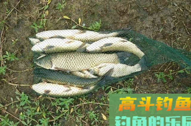 白露一过，钓草鱼的钓组、选钓位与窝饵选择