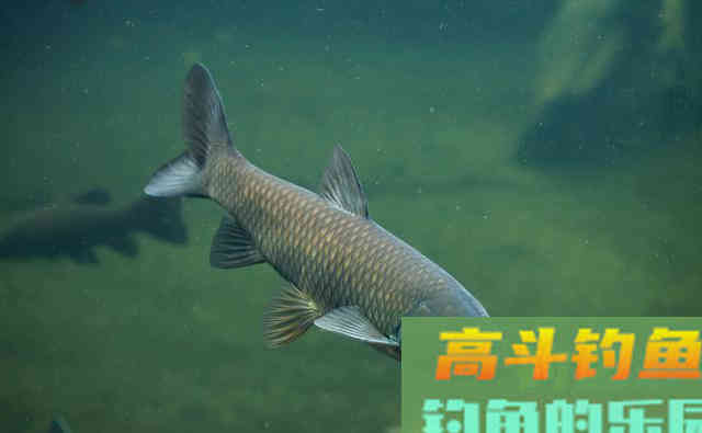 钓草鱼,重窝、嫩草、蚂蚱都无效,钓法和打窝更重要 钓草鱼,重窝、嫩草、蚂蚱都无效,钓法和打窝更重要