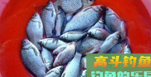 学会这个冬钓鲫鱼的经验,再钓不上鲫鱼的转休闲钓 学会这个冬钓鲫鱼的经验,再钓不上鲫鱼的转休闲钓