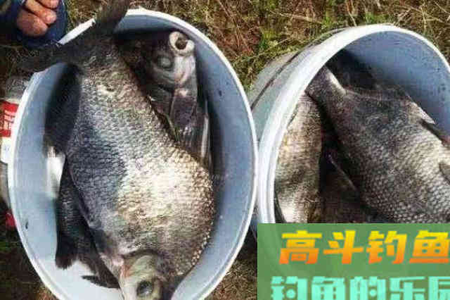 天气热,不是鳊鱼不好钓,只因你没按套路出牌 天气热,不是鳊鱼不好钓,只因你没按套路出牌