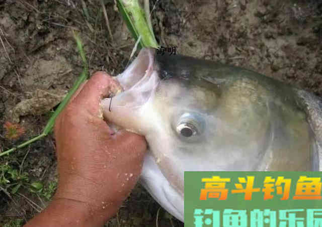 鲢鳙好不好钓？答案：好钓
