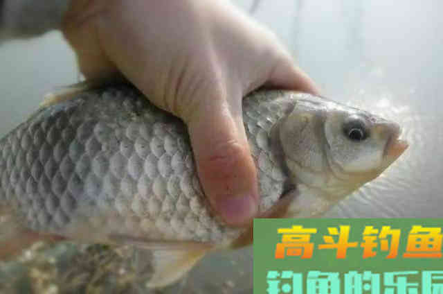 米饭粒钓鲫鱼要不要加工?如何用米饭钓鲤鱼和草鱼 米饭粒钓鲫鱼要不要加工?如何用米饭钓鲤鱼和草鱼