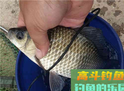 秋季野钓鲫鱼什么最重要？教你两招，野生鲫鱼钓获多