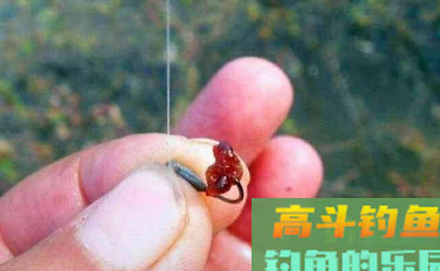 深秋正出大鲫鱼,天冷别着急封杆 深秋正出大鲫鱼,天冷别着急封杆