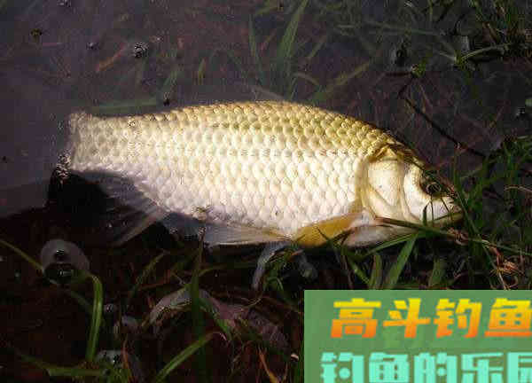 为什么土鲫鱼这么受到钓鱼人的青睐？