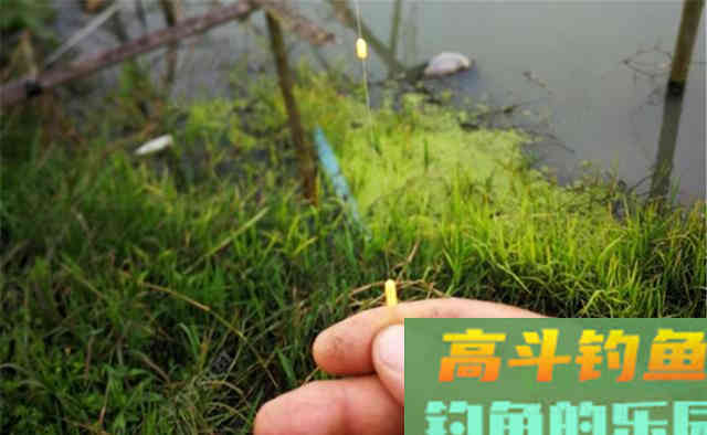 过了白露，鲫鱼应该这样钓