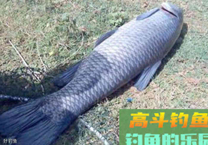 田螺真的可以野钓青鱼吗？不注意这三点就功亏一篑