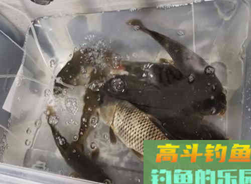 深秋降温还能不能钓到野生鲤鱼?老钓友教你两招,深秋野钓上鲤鱼 深秋降温还能不能钓到野生鲤鱼?老钓友教你两招,深秋野钓上鲤鱼
