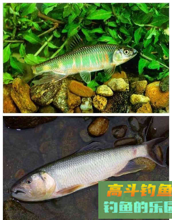 为了繁殖,鳑鲏鱼学会化妆,马口鱼改变身体结构,罗非鱼更拼 为了繁殖,鳑鲏鱼学会化妆,马口鱼改变身体结构,罗非鱼更拼