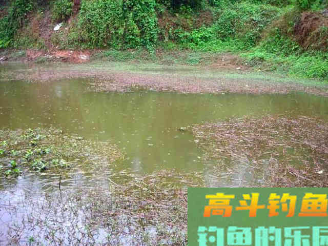 钓黄辣丁掌握好三个时机，四种钓法，一项注意