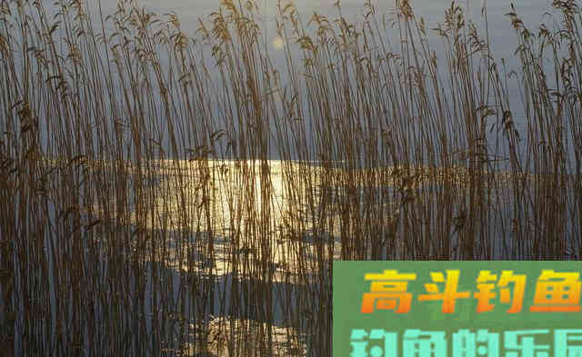 鲫鱼恋草需钓草,但很多人却不知道钓什么样的草 鲫鱼恋草需钓草,但很多人却不知道钓什么样的草