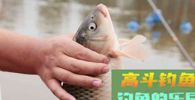 春天的鲤鱼要这样钓，才会持续上鲤鱼