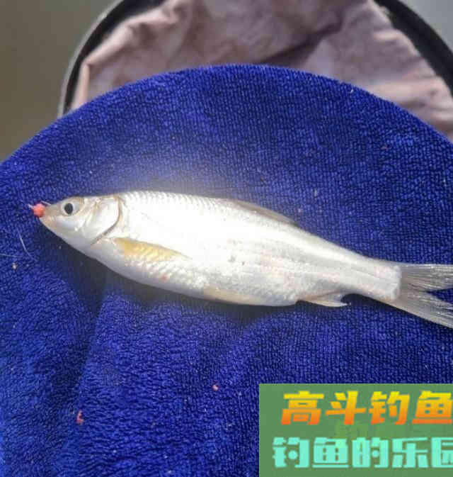 长江钓鱼，野钓鳊鱼分析教学，钓获20多斤野生鳊鱼和鲫鱼