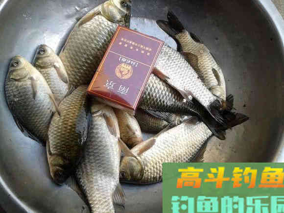 野河沟里钓野生鲫鱼,吃起来却有股煤油味是为什么 野河沟里钓野生鲫鱼,吃起来却有股煤油味是为什么