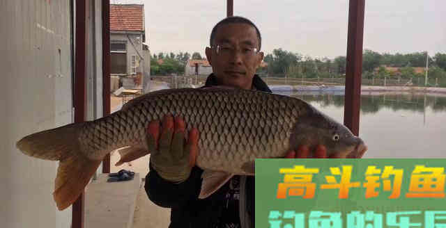 仲春鲤鱼如何钓？因地制宜分析鱼情从水深钓法入手