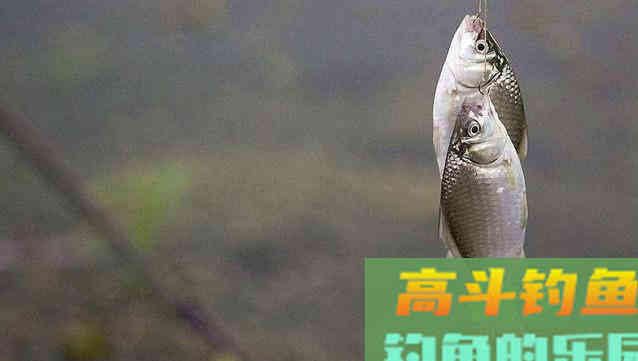 钓鲫鱼时浮漂抖动抓口无效,不是小鱼闹窝,是怎么回事 钓鲫鱼时浮漂抖动抓口无效,不是小鱼闹窝,是怎么回事
