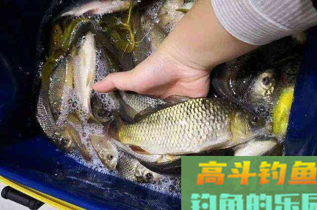 野钓鲫鱼时，请牢牢记住的一些用钩技巧