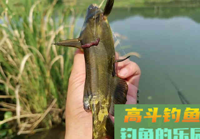 钓昂刺鱼就该钓钝？换个角度看待调漂问题吧