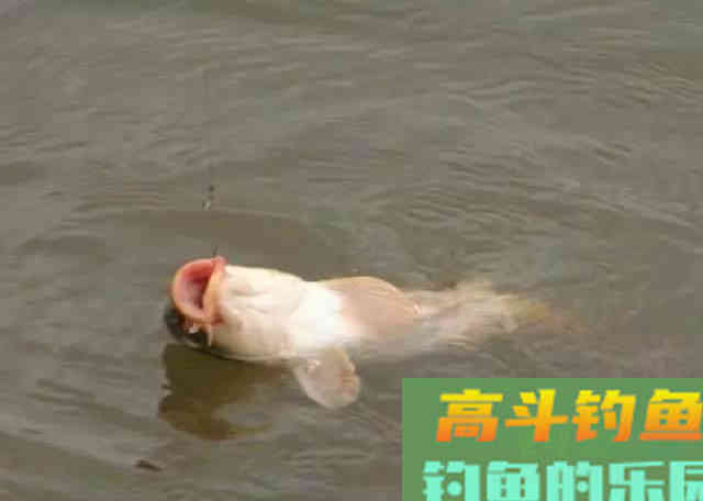 野钓鲤鱼，黑漂才提竿，已吞钩的鲤鱼跑一半
