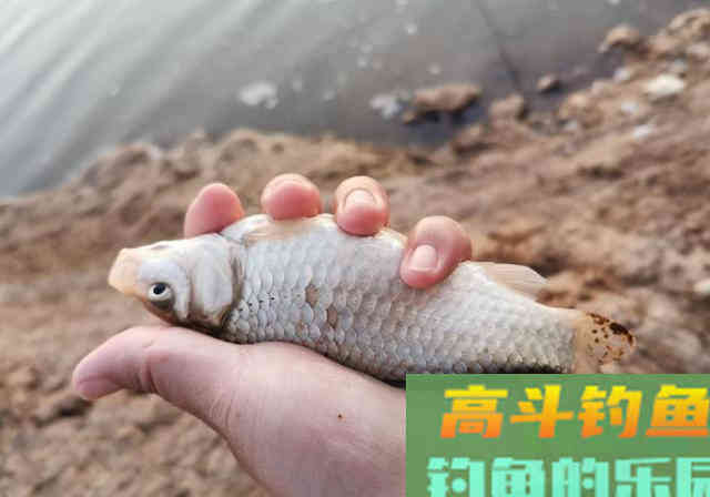 鲫鱼漂相形成的原因，以及提竿空竿的原因