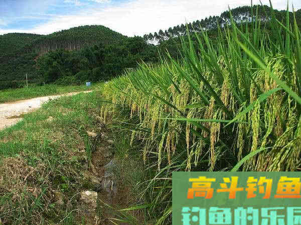 两斤的鲮鱼能切2.0的子线，这种鱼该如何垂钓？