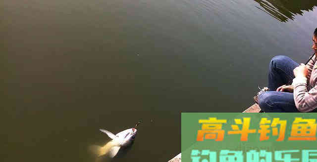 钓到大青鱼，原塘主要200块，钓友把鱼踢入水中