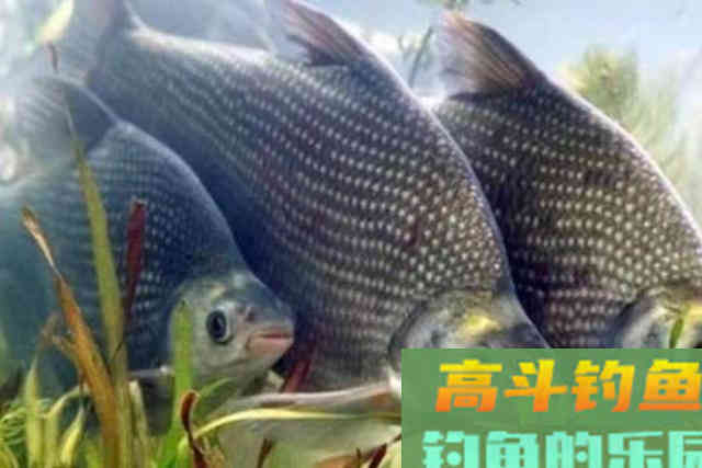 鳊鱼不大钓不过瘾？那是你没试过这3招