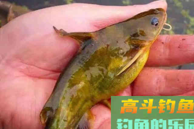 没用过这几招，你永远不知黄骨鱼有多好钓