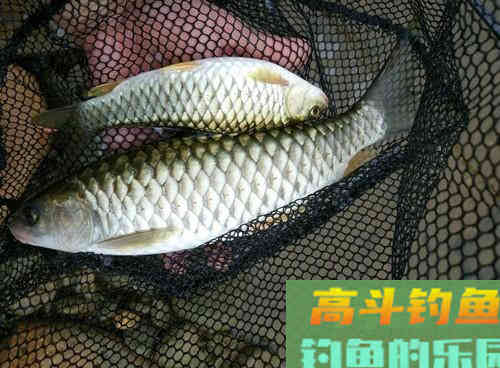 钓友常把它误认为草鱼,其实它是军鱼 钓友常把它误认为草鱼,其实它是军鱼