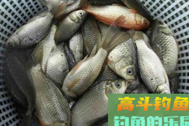 钓了30年鲫鱼,这钓法还是头一次见 钓了30年鲫鱼,这钓法还是头一次见