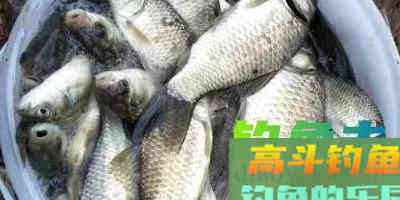 钓鲫鱼没啥饵料秘笈,调钓最关键的几点在这 钓鲫鱼没啥饵料秘笈,调钓最关键的几点在这