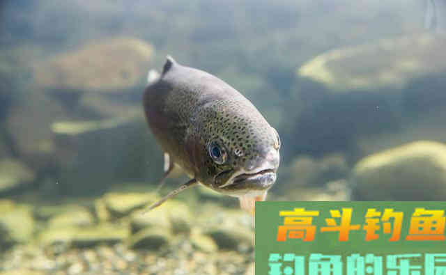 三文鱼国内养殖60年，如今成为黄河土著鱼