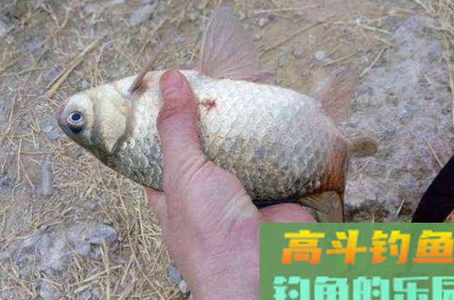 天气再冷我只需用这钓法,板鲫接二连三的上 天气再冷我只需用这钓法,板鲫接二连三的上