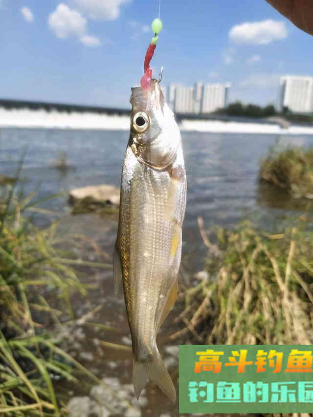 秋季钓翘嘴攻略，这三个方法专门针对翘嘴，走空是不可能的