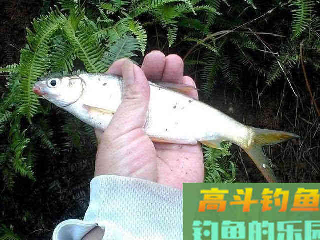 嘴巴小尾巴黄，3两重的冲劲很大，这鱼该如何垂钓