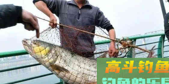 被公认为淡水霸主的鳡鱼，本该无敌于淡水鱼类，却已日渐减少