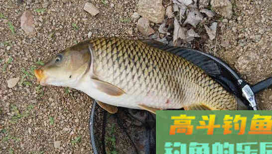 冬天鲤鱼藏在哪?我来告诉你它们的藏身处 冬天鲤鱼藏在哪?我来告诉你它们的藏身处