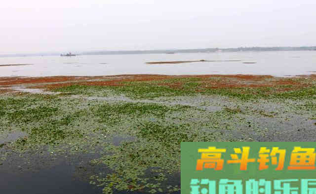 鲫鱼恋草需钓草,但很多人却不知道钓什么样的草 鲫鱼恋草需钓草,但很多人却不知道钓什么样的草