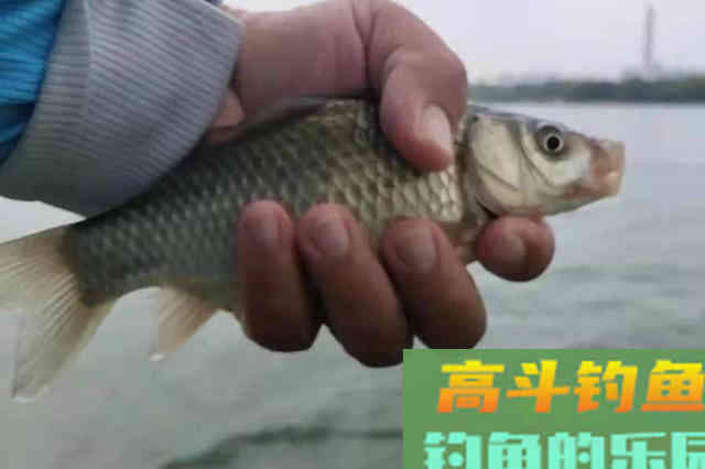 狂拉小鲫鱼没手感,果断换用这3大狠招 狂拉小鲫鱼没手感,果断换用这3大狠招