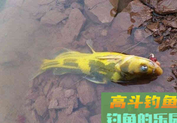 论蚯蚓钓黄颡鱼的正确用法