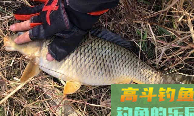 长江钓鲤鱼，连竿作钓6条大鲤鱼，夏钓野生鲤鱼爆护教学