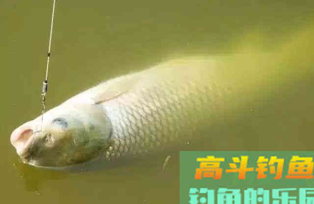 冬季怎样才能钓到草鱼?五个技巧可以讲清楚 冬季怎样才能钓到草鱼?五个技巧可以讲清楚