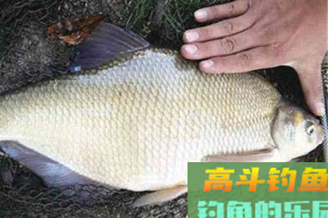 天气热,不是鳊鱼不好钓,只因你没按套路出牌 天气热,不是鳊鱼不好钓,只因你没按套路出牌